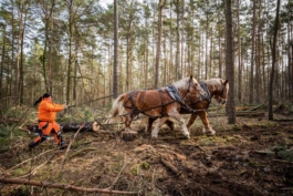 Reportage und Portraits von Arbeiten im Forst 